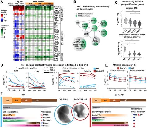 Layered Cell Control By Prc A Cell Cycle Gene Response To Prc