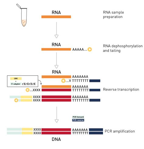 Rna Seq Library Prep Workflow Sciencehub