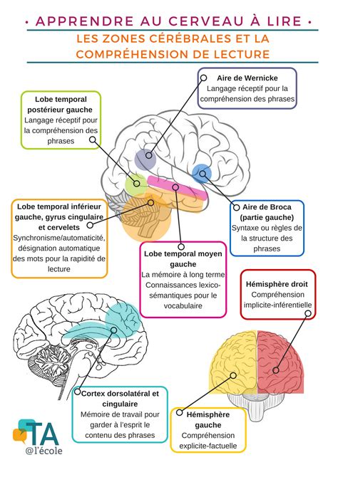 Les zones cérébrales et la compréhension de lecture TA lécole