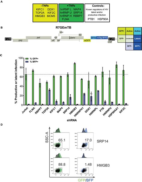 Frontiers The Rna Binding Proteins Srp And Hmgb Control Hiv Tat