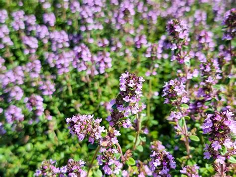 Thymus Citriodorus Wholesale Nursery Nurseries In Melbourne Sydney