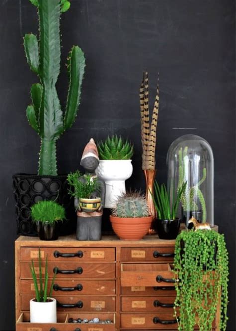 Cactos Em Casa Inspira Es De Decora O A Planta