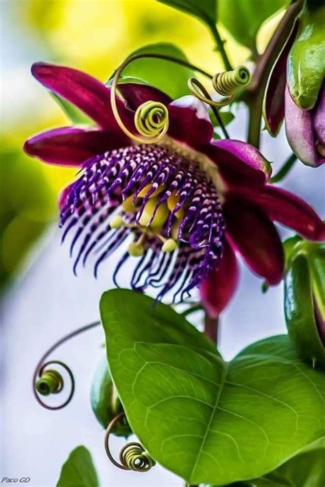 Pin on Exotic flowers