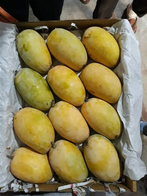 Green KESAR MANGO BOX Packaging Size 10 Kg At Rs 65 Kg In Bhuj ID