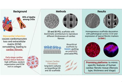 Biomimetic Design Of Bioartificial Scaffolds For The In Vitro Modelling