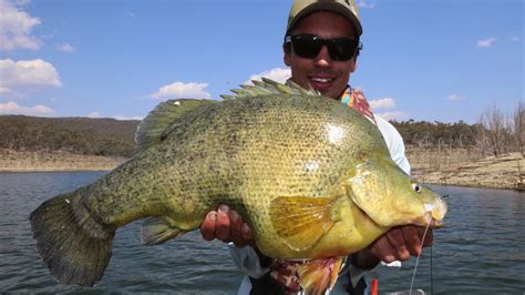 Giant Golden Perch At Googong Dam YouTube