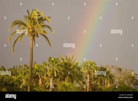 Rainbow Over A Garden Tecina San Sebastian De La Gomera La Gomera