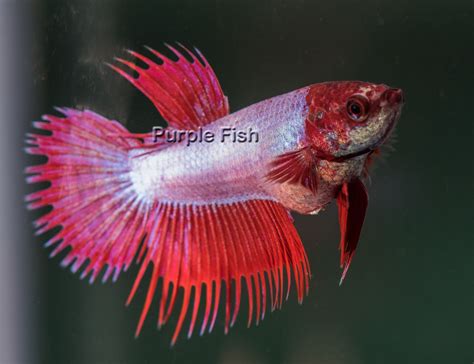 Amazing Pink Cambodian Crowntail Female Betta Splendens Betta