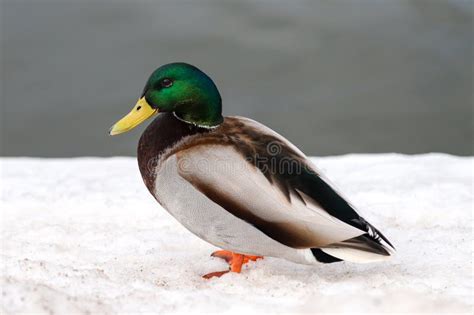 A Male Mallard Duck Walking On Snow Near The Water Stock Image Image