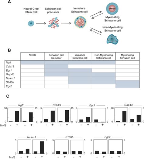 Figure S Expression Of Schwann Cell Lineage Markers In Myf Positive