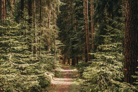 Tag des Waldes 2023 Gesunde Wälder für gesunde Menschen