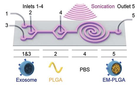 Exosomes Loading Drugs By Sonication Creative Biostructure