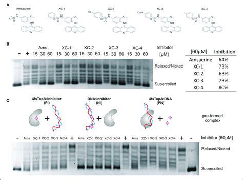 In Vitro Inhibition Of Mstopa Topoisomerase Activity And Dna Binding