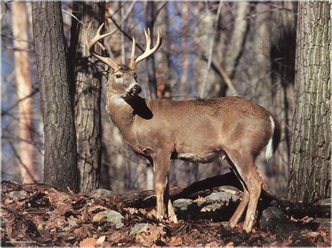 White Tail Deer Wallpapers Wallpaper Cave