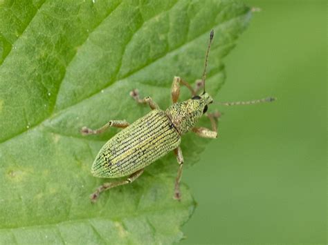 Seidiger Glanzr Ssler Polydrusus Formosus Seidiger Glanz Flickr