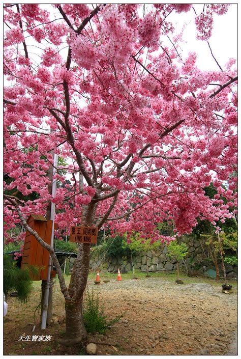 嘉義阿里山》頂湖聚落山林賞櫻秘境櫻王櫻后櫻妾爆炸盛開 天生寶家族