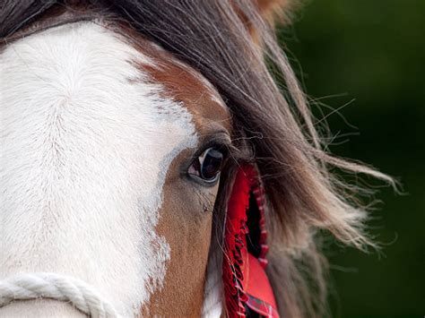 290+ Clydesdale Head Stock Photos, Pictures & Royalty-Free Images - iStock