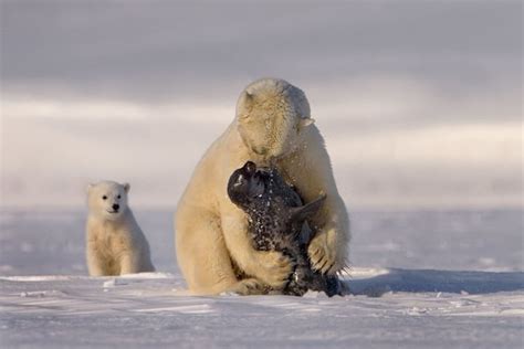 Polar bear eating baby seal : natureismetal