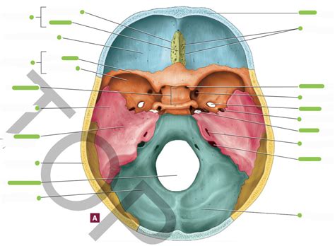 Lab 2 Skull Transverse Cut Diagram Quizlet