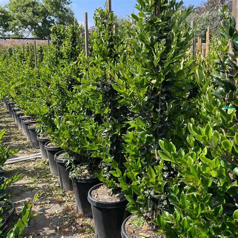 Ligustrum Japonicum Texanum Wax Leaf Privet 15 03072024