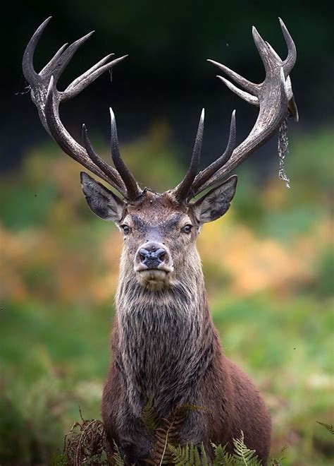 The Stag ” Animals Animals Beautiful Animals Wild