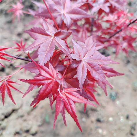 Acer Palmatum Beni Komachi Japanese Maple Chinese Exporter