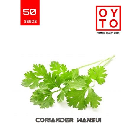 Jual Benih Daun Ketumbar Coriander Wansui Bibit Sayuran Benih Tanaman