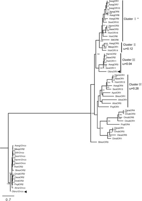 The Phylogeny Of Lepidopteran Prs The Maximum Likelihood Tree With