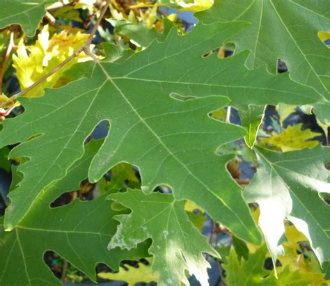 Platanus Acerifolia Pyramidalis