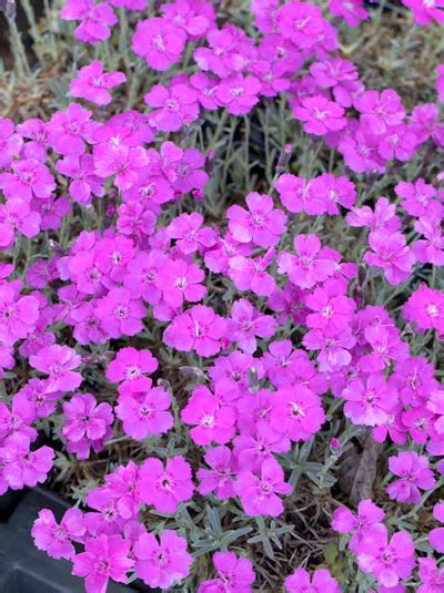 Pfingst Nelke Babi Lom Dianthus Gratianopolitanus Babi Lom