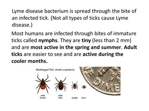 Ppt Lyme Disease Powerpoint Presentation Free Download Id 1875577