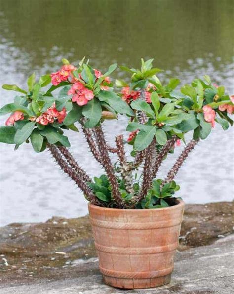 How To Grow And Care For Crown Of Thorns Plant