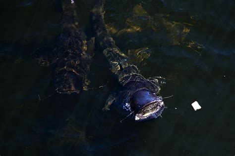 How to feed giant catfish in Chernobyl