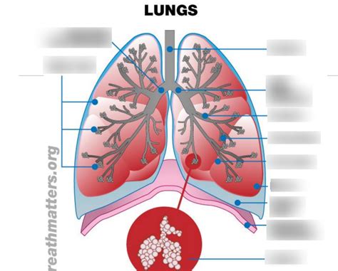 Overall Structure Anatomy Of Lungs Diagram Quizlet