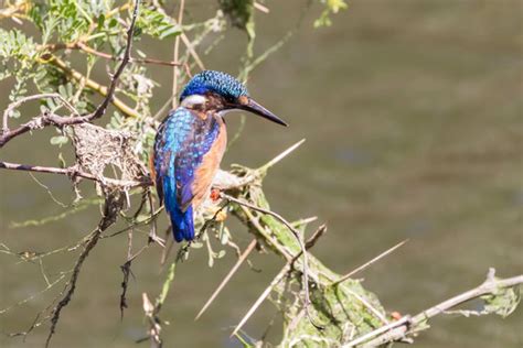 "Malachite Kingfisher" Images – Browse 603 Stock Photos, Vectors, and ...