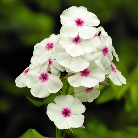 Phlox White W Red Eye Flame Dwarf Phlox Phlox Paniculata Flame™ White With Red Eye Easy