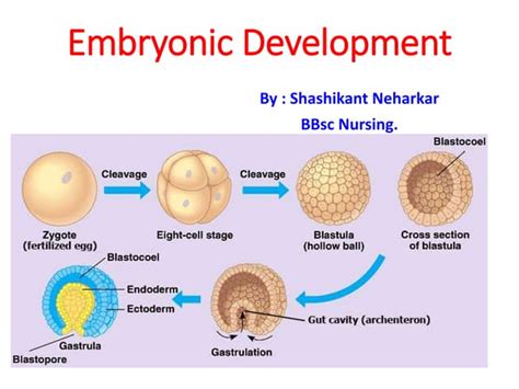 embryonic development slideshare pptx