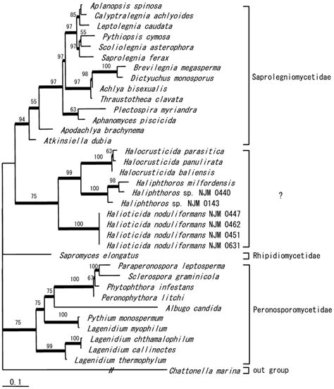 Maximum Likelihood Tree Based On The D D Region Of Lsu Rdna Numbers