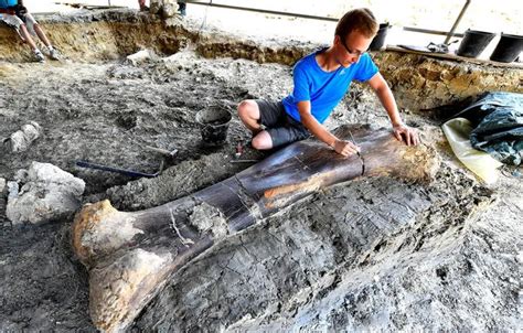 Francia En Charente Hallan F Mur De Dinosaurio Saur Podo El M S