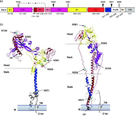 Computational analysis of N-glycosylation sites in primary and tertiary ...