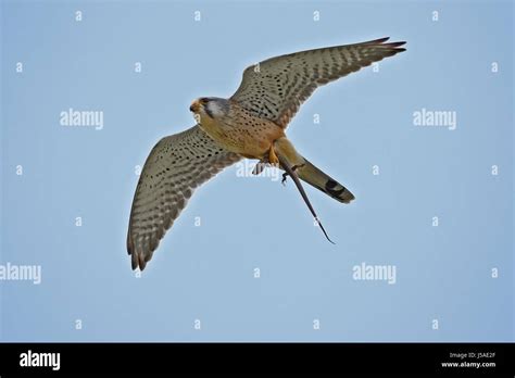 one way ticket Stock Photo - Alamy