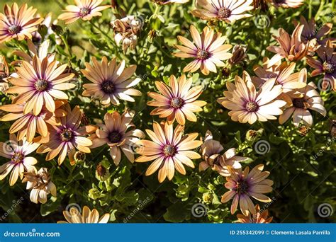 Flores Amarillas De Osteospermum Ecklonis O Dimorphotheca Ecklonis En