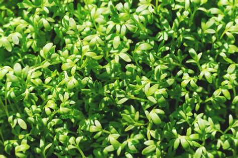 Growing Cress: Best Varieties, Planting Guide, Care, Problems, and Harvest