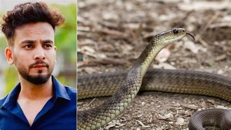 Elvish Yadav Snake Venom Case Venom Glands And Teeth Of Snakes Missing