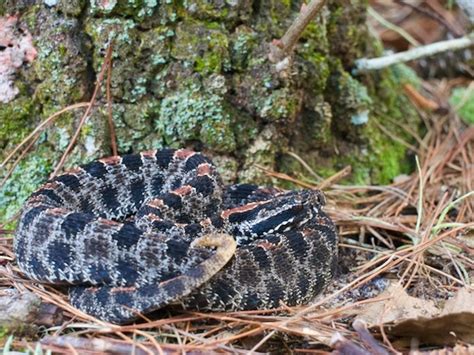 Pygmy Rattlesnake Facts Description Diet And Pictures