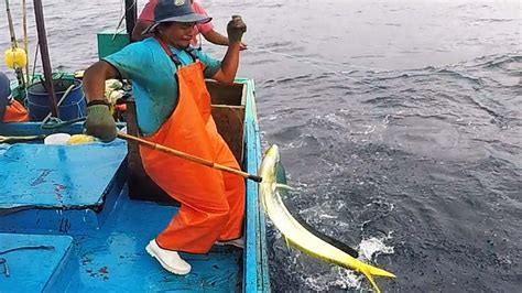 Atrapando Gigantes Dorados Con Carnada Viva En Alta Mar YouTube