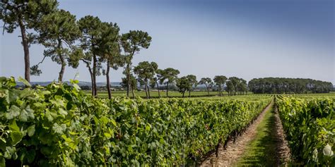 Tous Les Labellis S Vignobles D Couvertes Site Officiel Du Tourisme