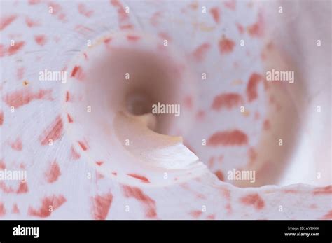 Swirl Of Seashell Stock Photo Alamy