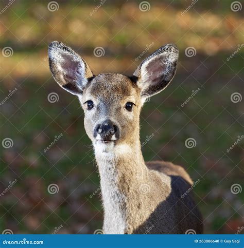 Wild Whitetail Deer That Is Young Stock Photo Image Of Eyes Legs