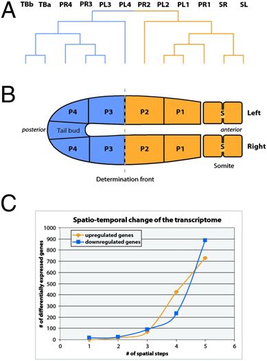 Hierarchical Clustering Identifies A Major Subdivision Of The Psm A